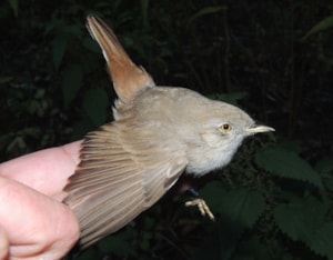 Kopie - DSCN9977_800