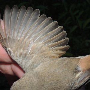 Kopie - DSCN9998_800