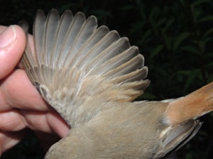 Kopie - DSCN9998_800