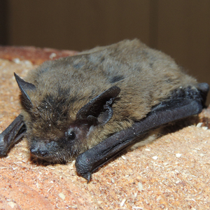 nathusii_800