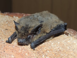 nathusii_800