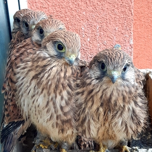 20200623_094410_1024