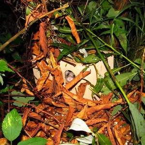 vypouštění plchů_03_1024