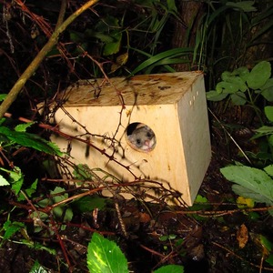 vypouštění plchů_10_1024