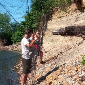 Vytahování odchycených břehulí z ornitologických sítí.