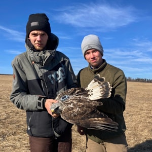 odchyt kání rousných