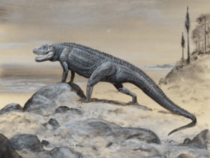 PM - Saurosuchus galilei_upr