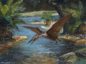 3_pterodactylus_sp._w
