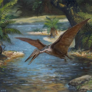 3_pterodactylus_sp._w
