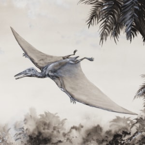 PM -  Pterodactylus kochi