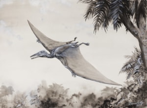 PM - Pterodactylus kochi