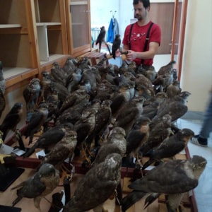 23_2022 Ornitolog Martin Vymazal při výběru jedinců do nové expozice Ptáci Česka.