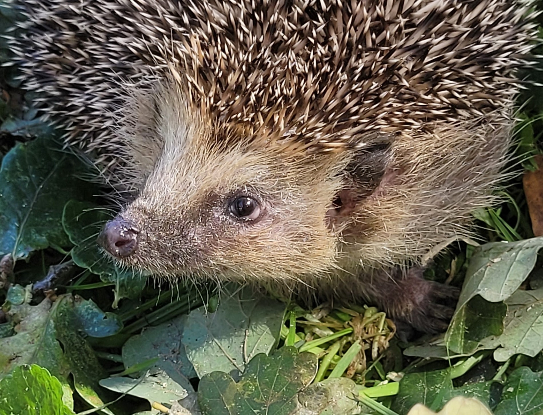 Ježkův rok