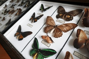 Expozice entomologie 