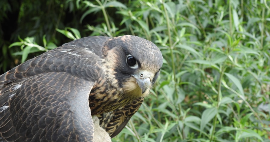 The First Nesting of Falcons in Přerov