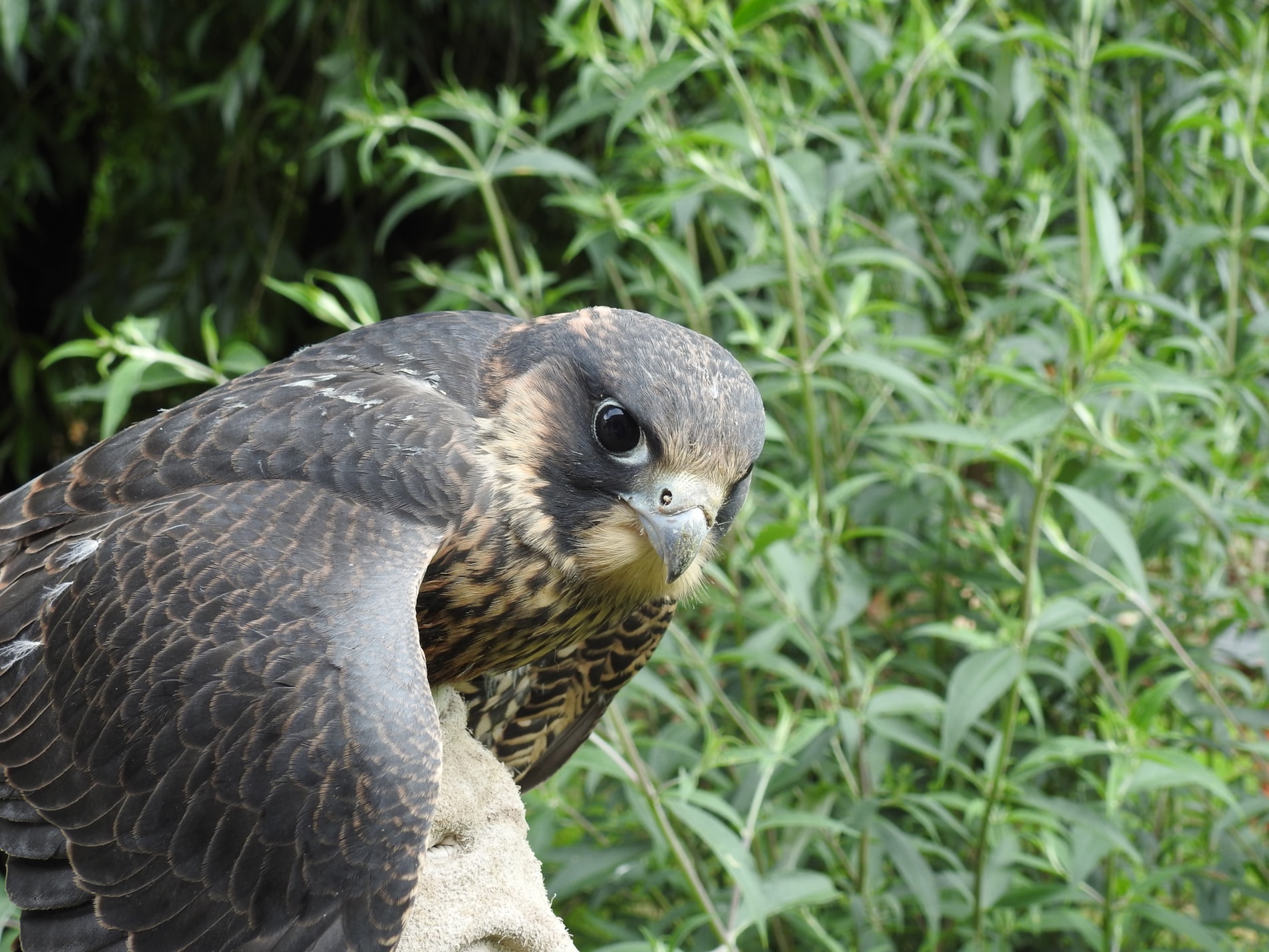 The First Nesting of Falcons in Přerov