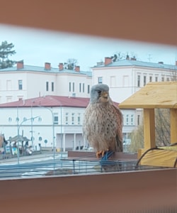 poštolka