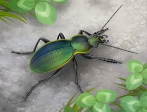 jana-ruzickova-carabus-scheidlerii