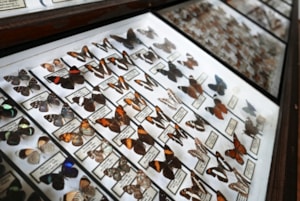 Expozice entomologie 