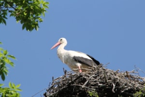 pikist