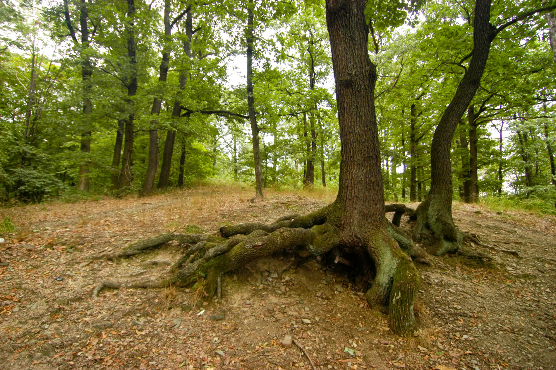 Botanická vycházka