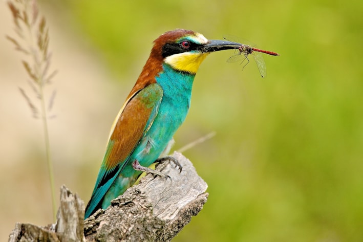 Vítání ptačího zpěvu - Malá Lipová