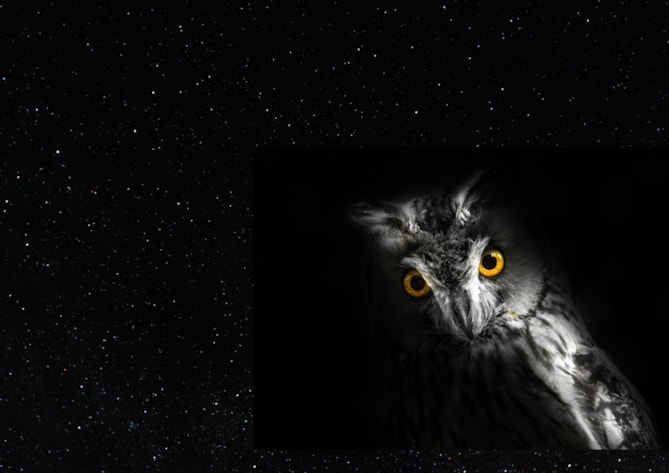 Soví noc