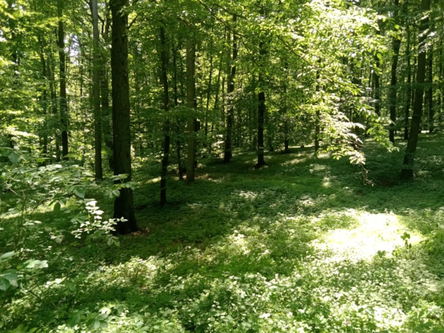 Botanická vycházka do Dřevohostického lesa