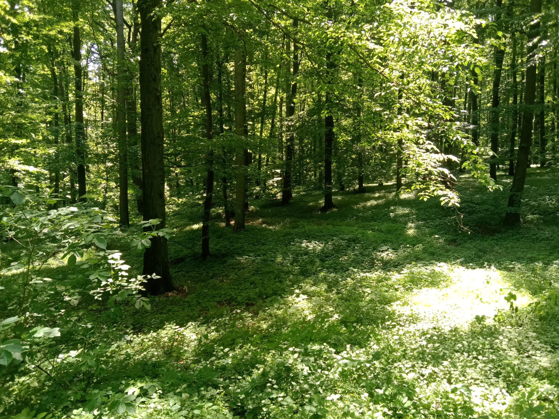 Botanická vycházka do Dřevohostického lesa
