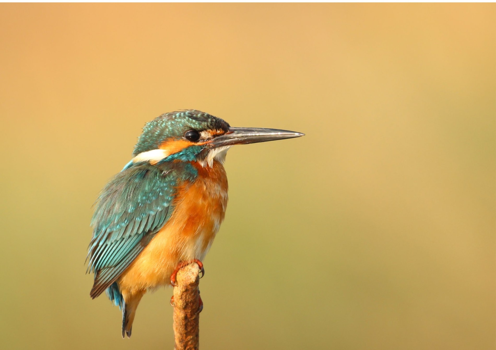 Jak poznat ptáčka? 