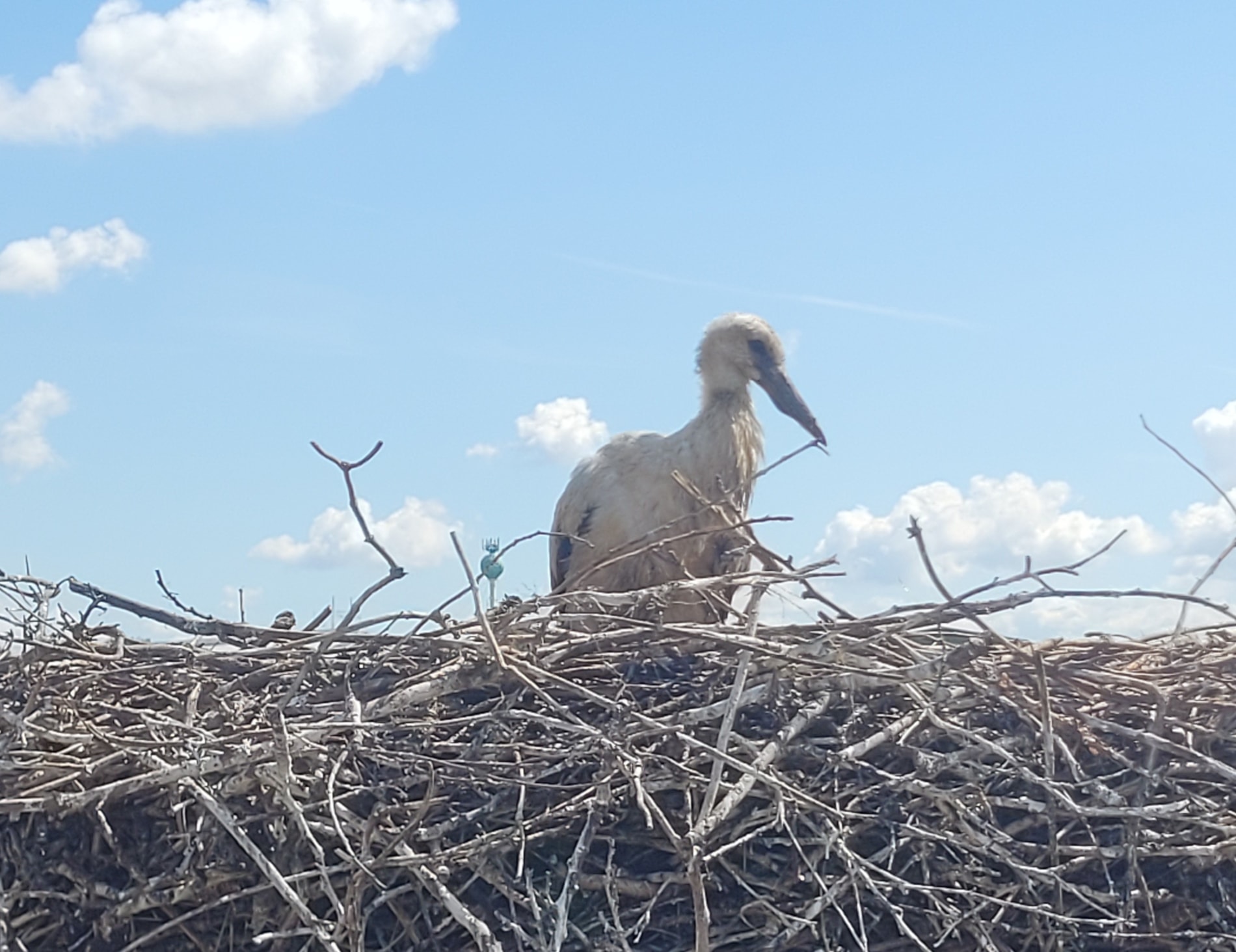 Poděkování hasičům z HZS Přerov při záchraně čapího mláděte v Želatovicích