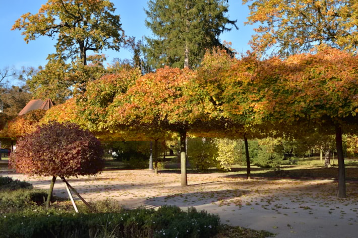 Den stromů s průvodcem