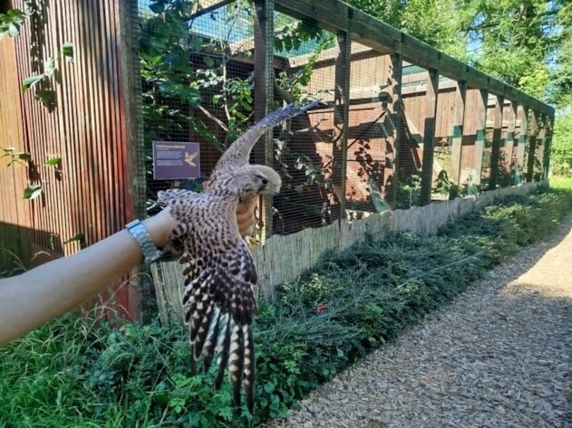 Poštolky jsou na svobodě