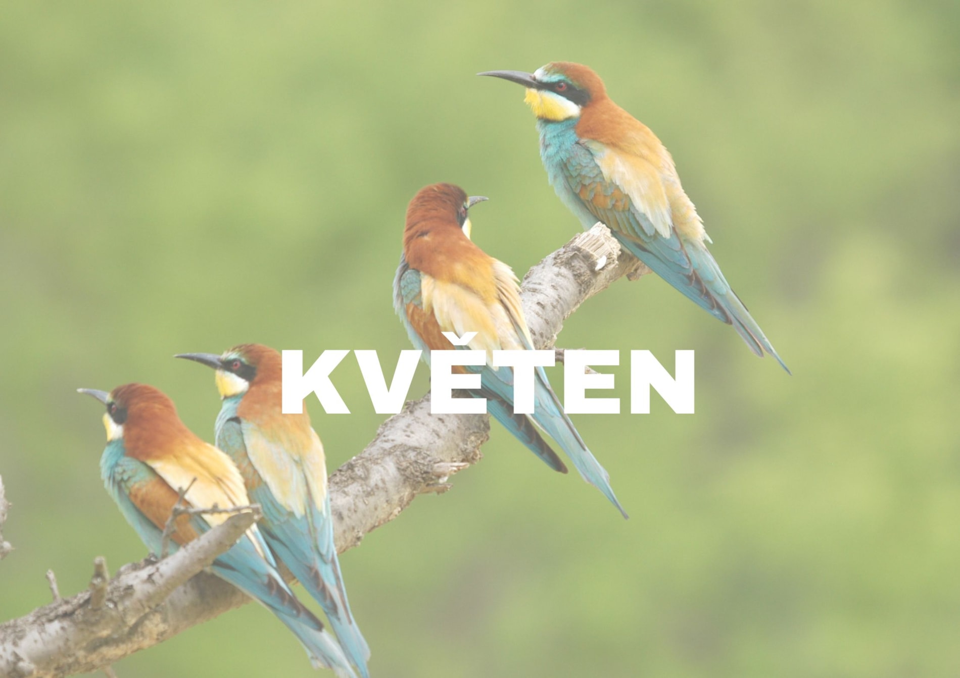 Program na květen