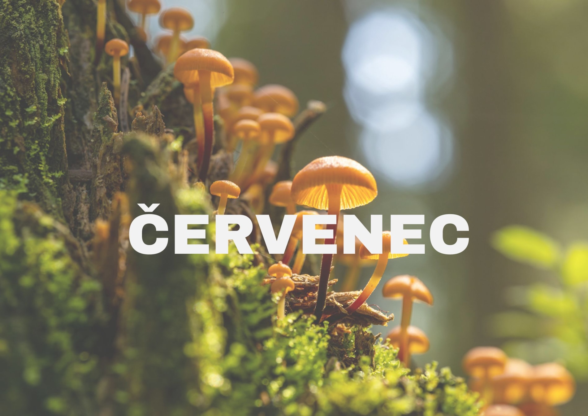 Program na červenec