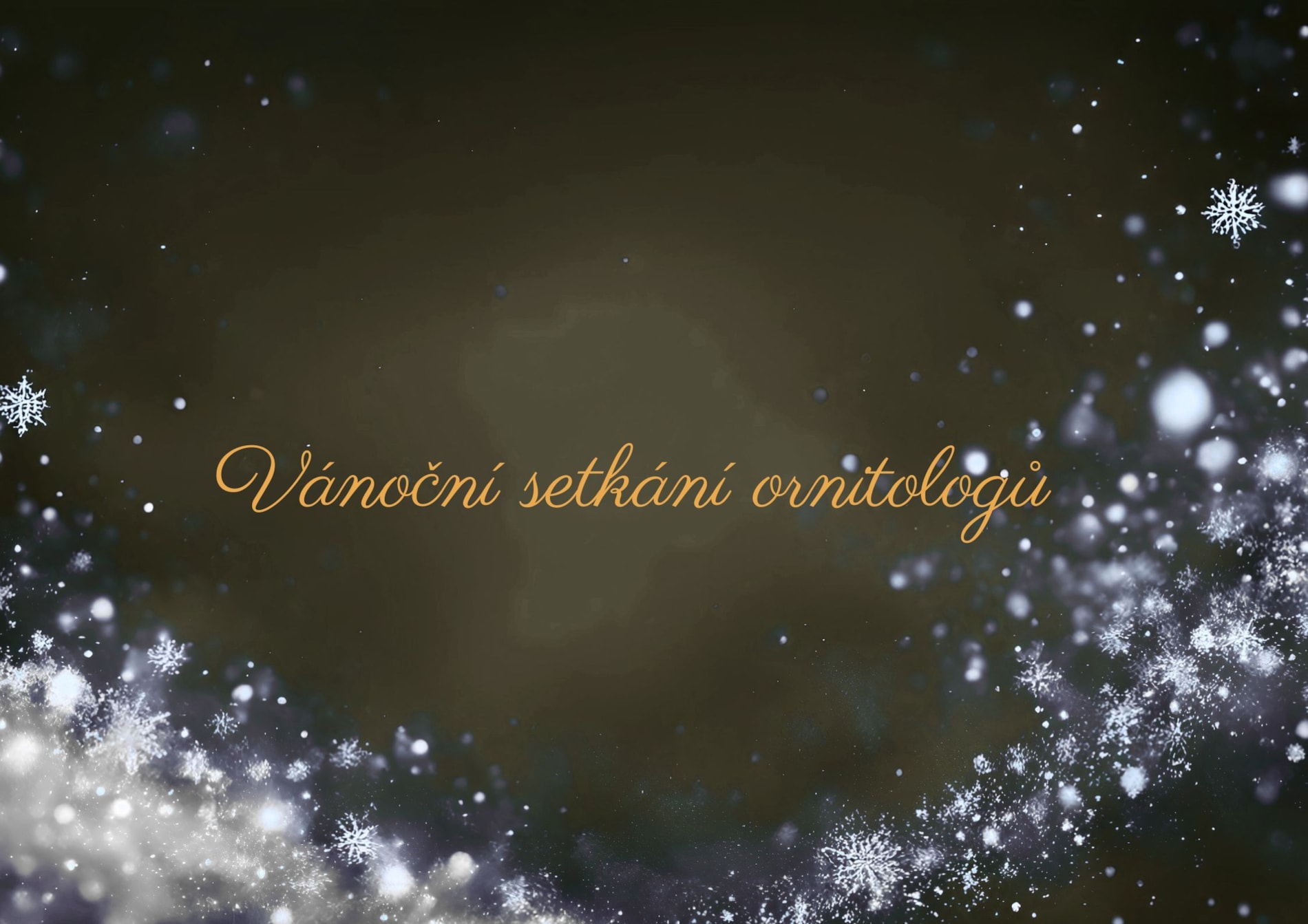 Vánoční setkání ornitologů