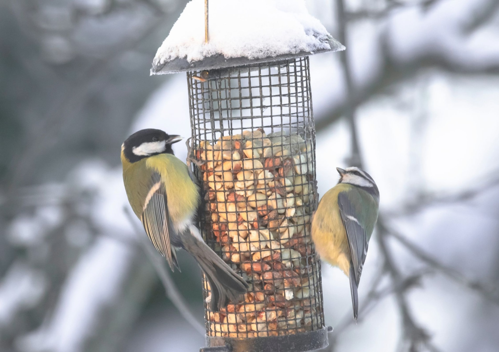 Ptačí hodinka v ORNIS