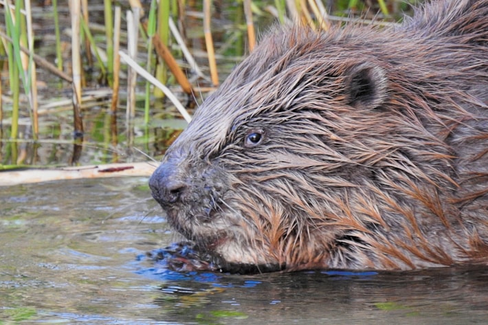 Návštěva u přerovských bobrů