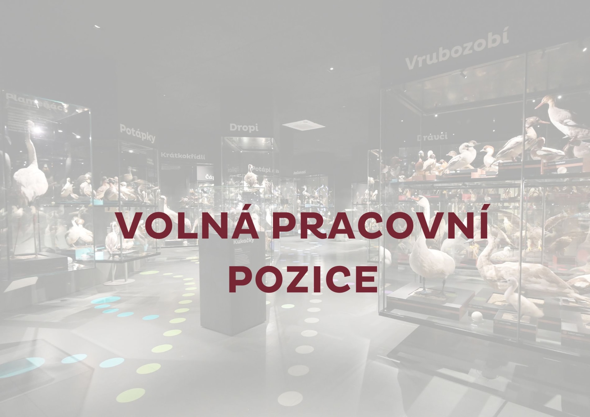 Muzeum Komenského v Přerově, p. o., vyhlašuje výběrové řízení na pracovní pozici edukátor(-ka) v kultuře pro přírodovědné pracoviště ORNIS