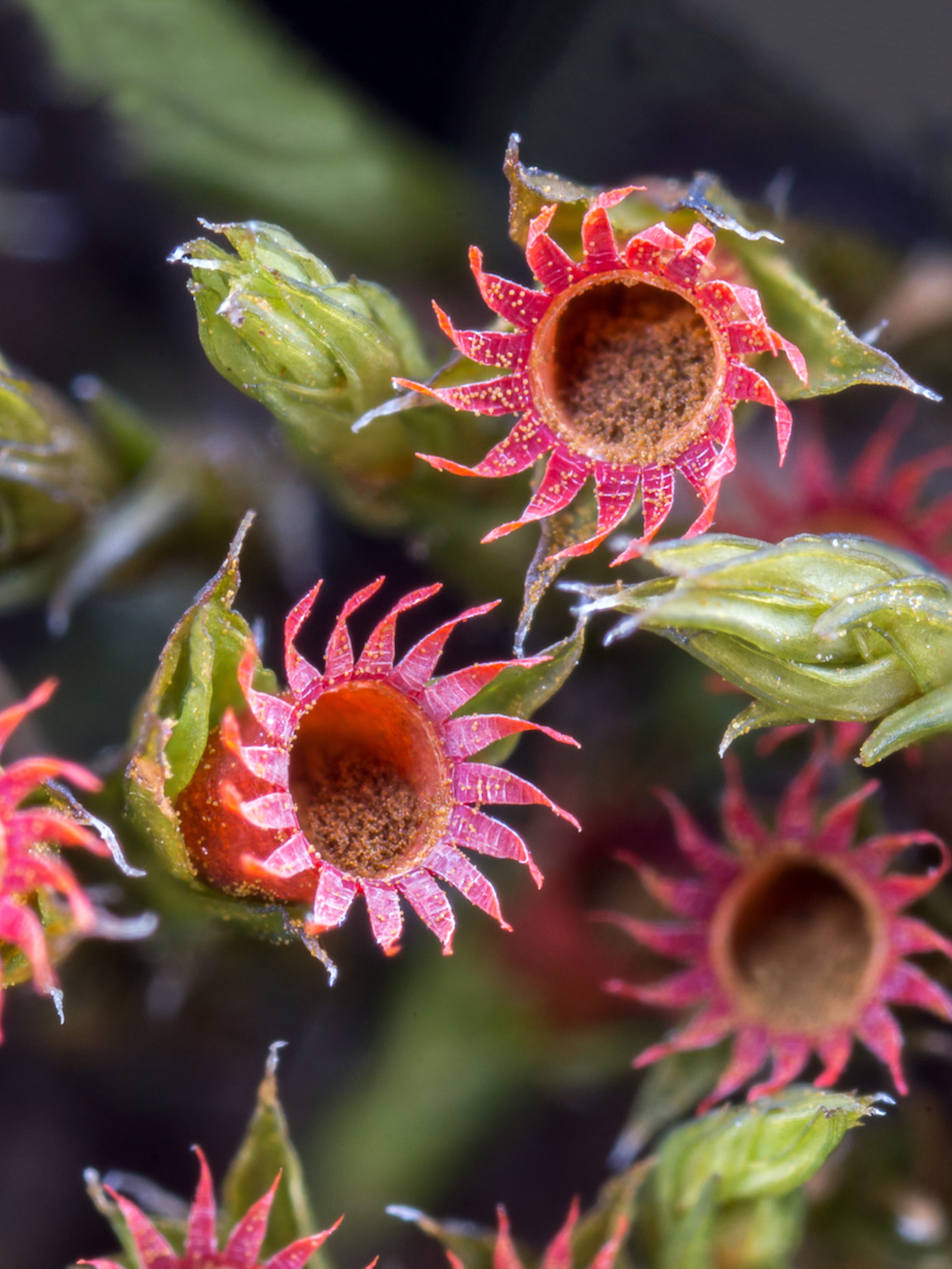 Nejstarší na souši: Věčně neznámé mechorosty - přednáška