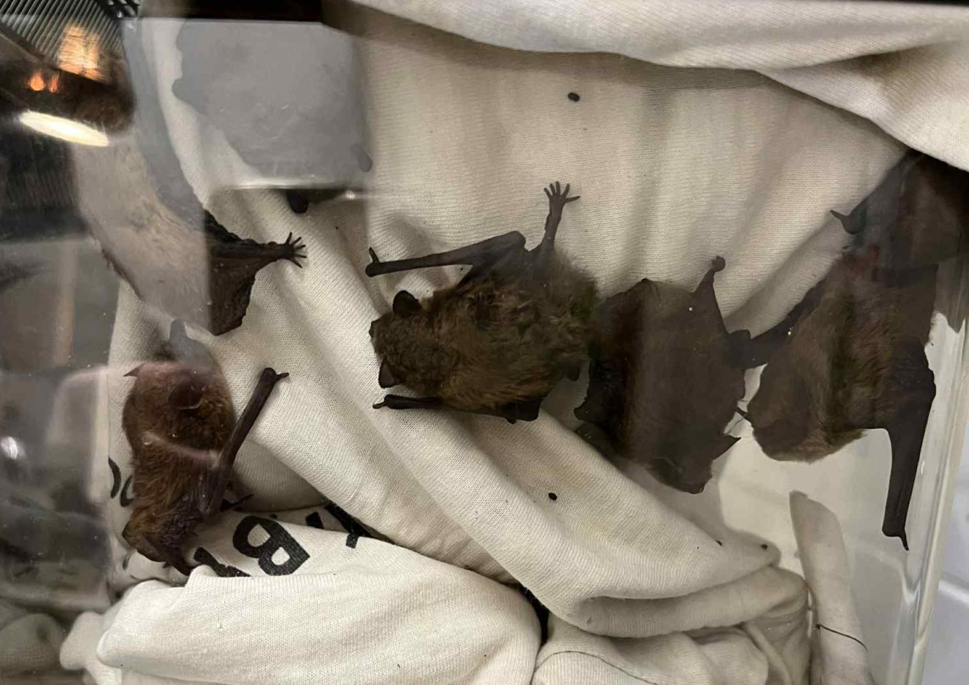 Záchrana kolonie netopýrů ze zámku v Nových Zámcích