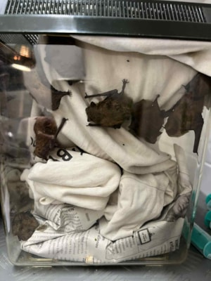 a0a867bd-40e2-4cc3-9c68-89e75a84659c