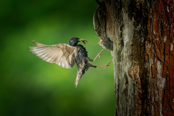 Wildlife za humny - přednáška