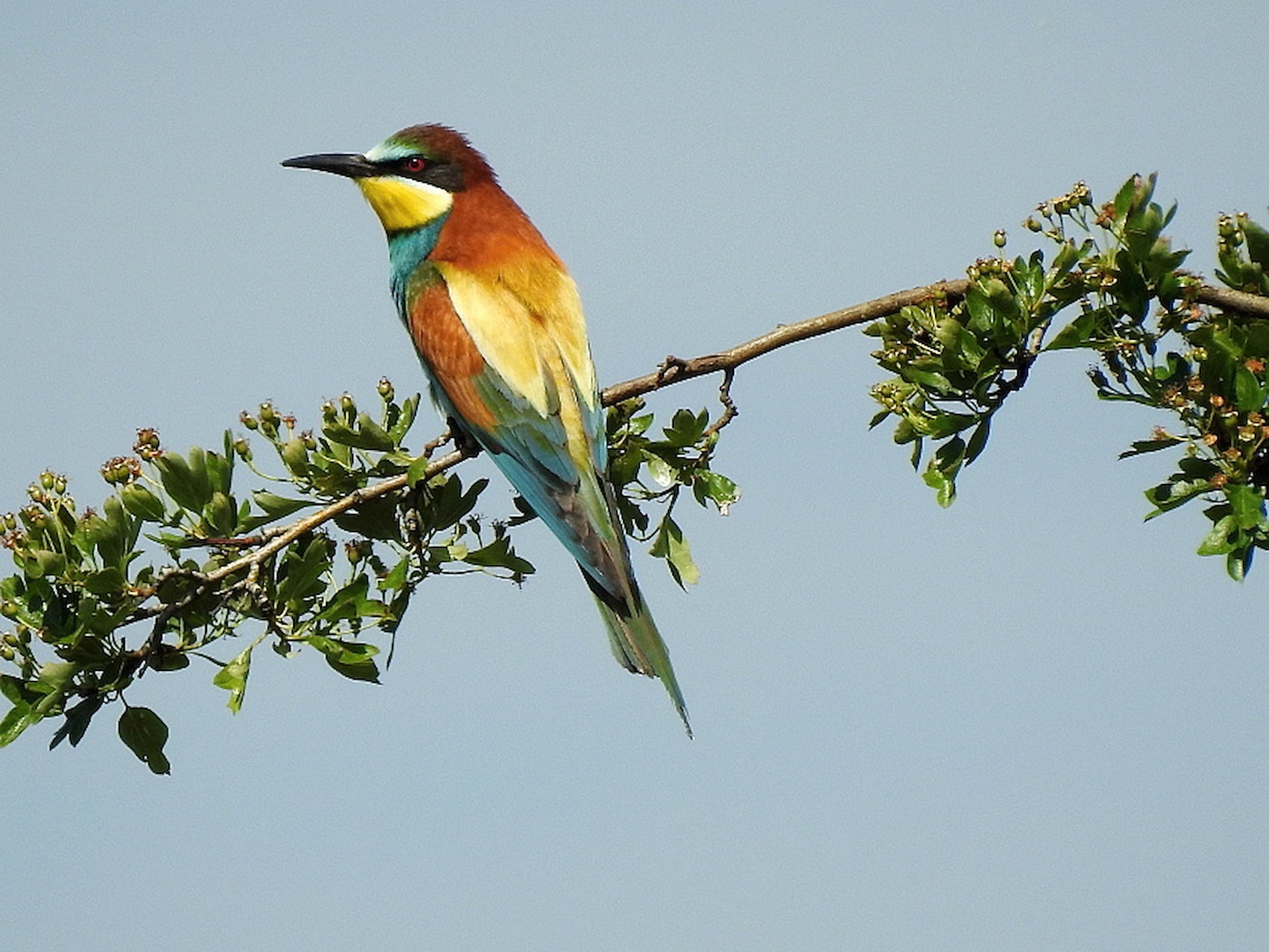 Jarní brigáda - ptačí park Malá Lipová