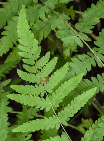 Botanická vycházka na Rybníky v Předmostí