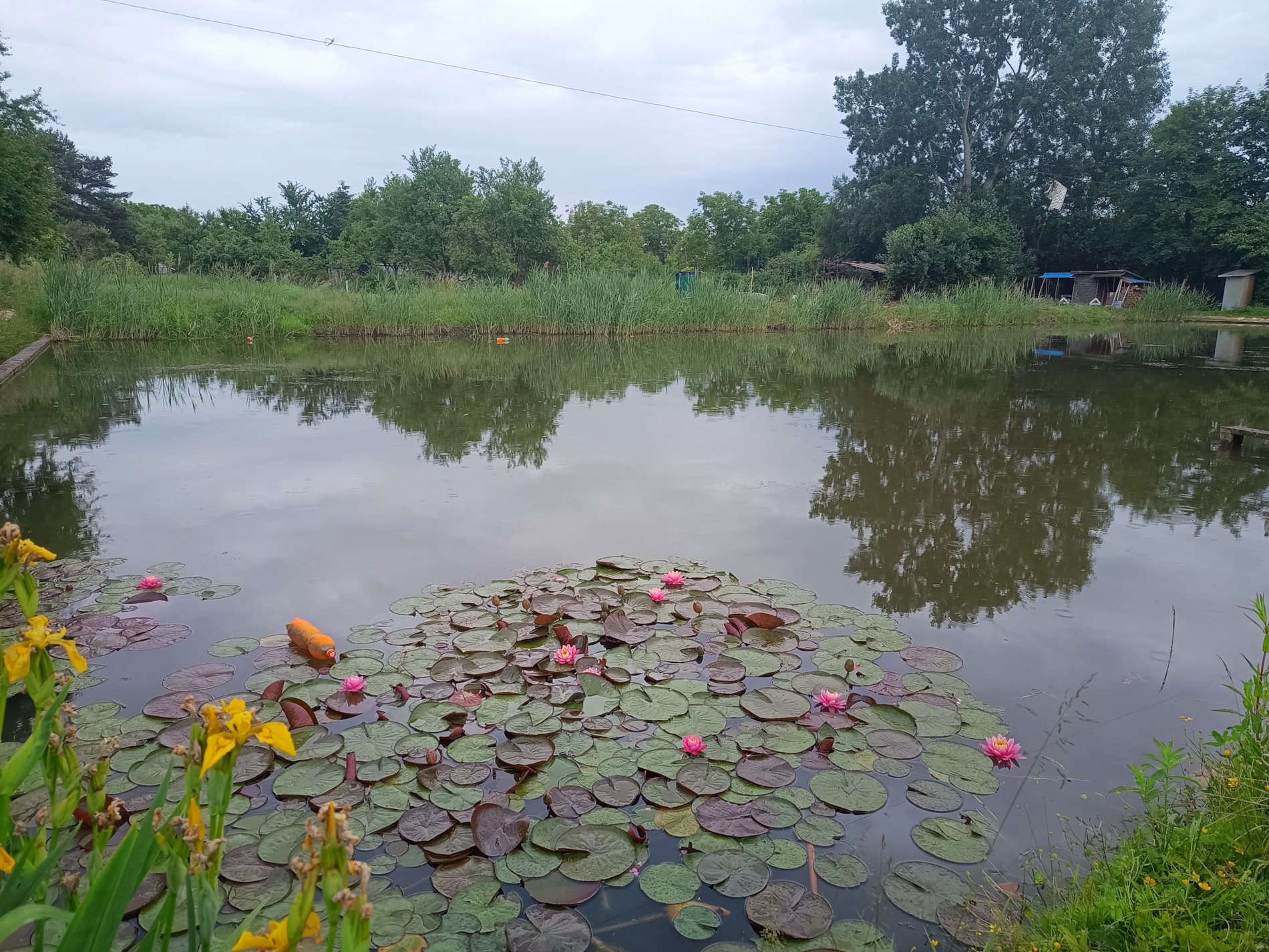 Botanická vycházka na Rybníky v Předmostí - ohlédnutí