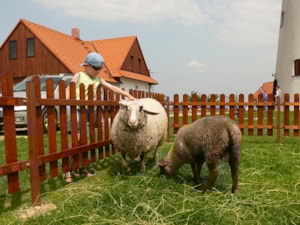Ovečky