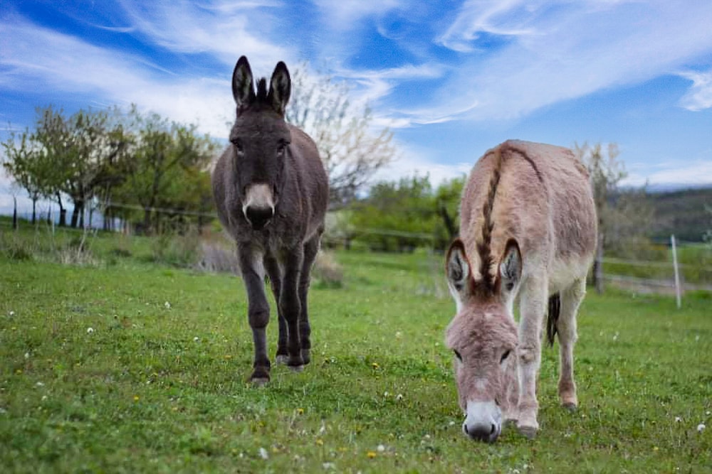 Donkeys