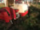 Yanmar SW500CL