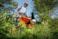 Křovinořez Stihl FS 240